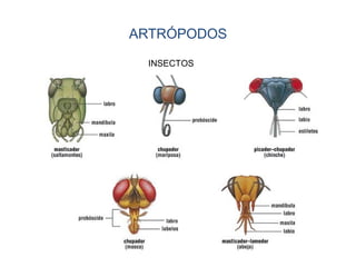 ARTRÓPODOS
INSECTOS
 