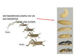 METAMORFOSIS SIMPLE DE UN
SALTAMONTES
Y DE UNA AVISPA
 