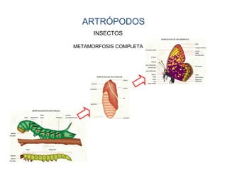 ARTRÓPODOS
INSECTOS
METAMORFOSIS COMPLETA
 