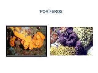 PORÍFEROS
 