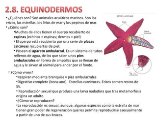 • ¿Quiénes son? Son animales acuáticos marinos. Son los
erizos, las estrellas, los lirios de mar y los pepinos de mar.
• ¿Cómo son?
•Muchos de ellos tienen el cuerpo recubierto de
espinas (echinos = espinas; dermos = piel)
• El cuerpo está recubierto por una serie de placas
calcáreas recubiertas de piel.
• Poseen el aparato ambulacral. Es un sistema de tubos
rellenos de agua, de los que salen unos pies
ambulacrales en forma de ampollas que se llenan de
agua y le sirven al animal para andar por el fondo.
• ¿Cómo viven?
•Respiran mediante branquias y pies ambulacrales.
•Digestivo completo (boca-ano). Estrellas carnívoras. Erizos comen restos de
SV.
• Reproducción sexual que produce una larva nadadora que tras metamorfosis
origina un adulto.
•¿Cómo se reproducen?
•La reproducción es sexual, aunque, algunas especies como la estrella de mar
tienen gran poder de regeneración que les permite reproducirse asexualmente
a partir de uno de sus brazos.
 