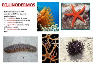 EQUINODERMOS
Están descritas unas 6000
especies en CINCO clases de
equinodermos:
1 - Crinoideos (lirios de mar),
2 - Asteroideos (estrellas de mar),
3 - Ofiuroideos (ofiuras),
4 - Equinoideos (erizos de mar y
dólares de arena)
5 - Holoturoideos (pepinos de
mar)
1
5
3
 