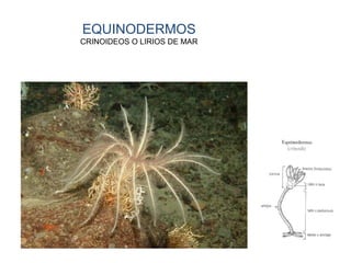 EQUINODERMOS
CRINOIDEOS O LIRIOS DE MAR
 