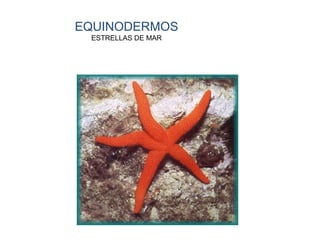 EQUINODERMOS
ESTRELLAS DE MAR
 