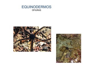 EQUINODERMOS
OFIURAS
 