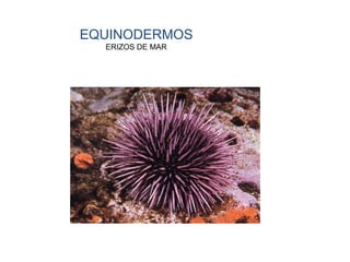 EQUINODERMOS
ERIZOS DE MAR
 