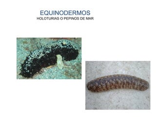 EQUINODERMOS
HOLOTURIAS O PEPINOS DE MAR
 