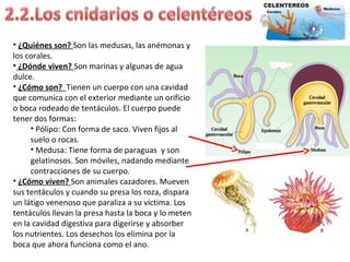 • ¿Quiénes son? Son las medusas, las anémonas y
los corales.
• ¿Dónde viven? Son marinas y algunas de agua
dulce.
• ¿Cómo son? Tienen un cuerpo con una cavidad
que comunica con el exterior mediante un orificio
o boca rodeado de tentáculos. El cuerpo puede
tener dos formas:
• Pólipo: Con forma de saco. Viven fijos al
suelo o rocas.
• Medusa: Tiene forma de paraguas y son
gelatinosos. Son móviles, nadando mediante
contracciones de su cuerpo.
• ¿Cómo viven? Son animales cazadores. Mueven
sus tentáculos y cuando su presa los roza, dispara
un látigo venenoso que paraliza a su víctima. Los
tentáculos llevan la presa hasta la boca y lo meten
en la cavidad digestiva para digerirse y absorber
los nutrientes. Los desechos los elimina por la
boca que ahora funciona como el ano.
 