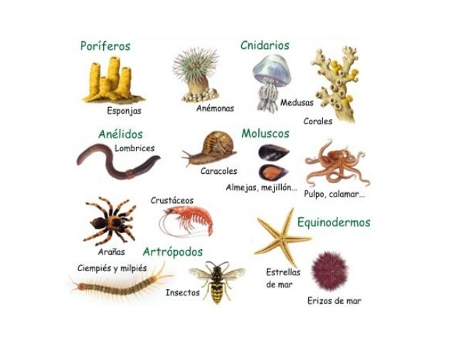 Resultado de imagen para animales metazoos