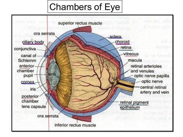 What Are The Anterior And Posterior Chambers Of The Eye 11.eye