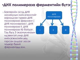 •ДНХ полимераза ферментийн бүтэц 
• Бактерийн эсэд ДНХ 
молекулын нийлэгжилтийг 
хариуцсан гурван ДНХ 
полимераза фермент ( 
ДНХ полимераза I, ДНХ 
полимераза II, ДНХ 
полимераза III) байдаг. 
Тэд бүгд 3 экзонуклеазын 
идэвхитэй учир ДНХ 
нийлэгжилтийн үед 
гарсан алдааг засах 
чадвар бүхий 
ферментүүд юм. 
ДНХ 
полимераза 
I II III 
 