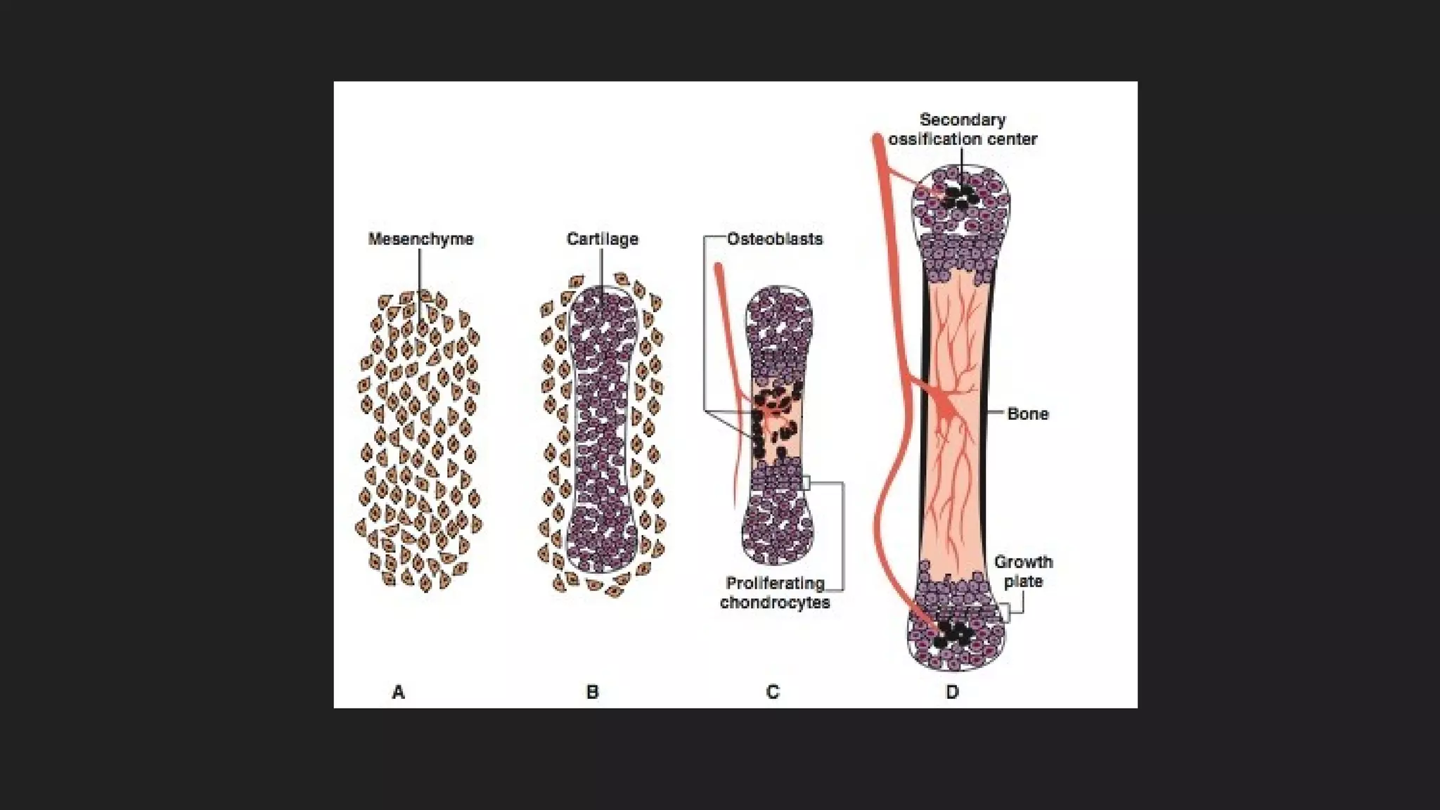 Embriologia Del Esqueleto Axial Ppt