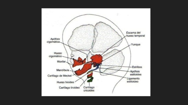 Embriologia Del Esqueleto Axial Ppt