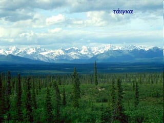 τάιγκα 
 