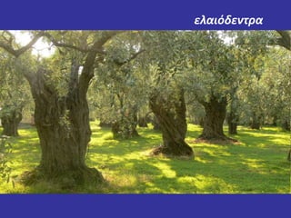 ελαιόδεντρα 
 