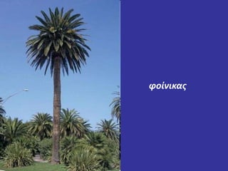φοίνικας 
 