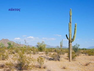 κάκτος 
 