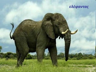 ελέφαντας 
 
