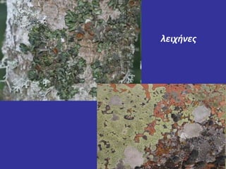 λειχήνες 
 