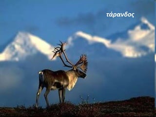τάρανδος 
 