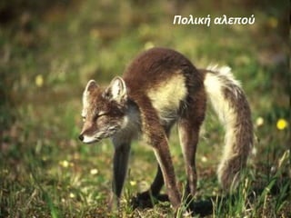 Πολική αλεπού 
 