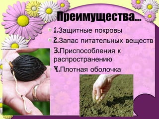 Преимущества…
1.Защитные покровы
2.Запас питательных веществ
3.Приспособления к
распространению
4.Плотная оболочка
 