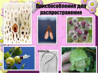 Приспособления для
распространения
ковыль
 