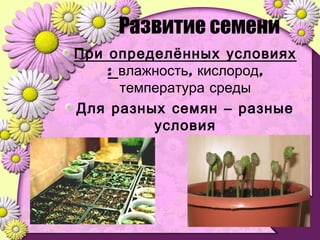 Развитие семени
При определённых условиях
: , ,влажность кислород
температура среды
Для разных семян – разные
условия
 