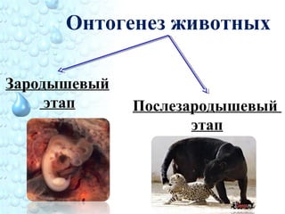 Онтогенез животных
Зародышевый
этап Послезародышевый
этап
 