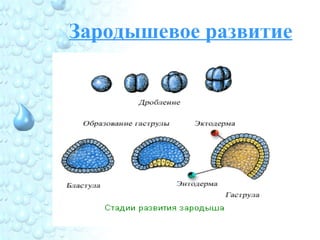 Зародышевое развитие
 