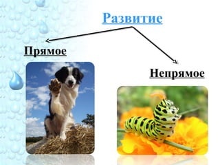 Развитие
Прямое
Непрямое
 