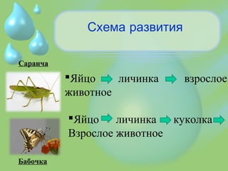 Схема развития
Саранча
Бабочка
Яйцо личинка взрослое
животное
Яйцо личинка куколка
Взрослое животное
 