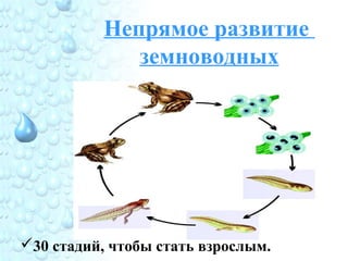 Непрямое развитие
земноводных
30 стадий, чтобы стать взрослым.
 
