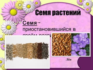 Семя растений
Семя-
приостановившийся в
.своём развитии зародыш
Лён
 