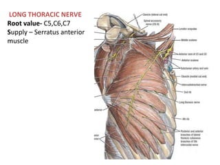 LONG THORACIC NERVE 
Root value- C5,C6,C7 
Supply – Serratus anterior 
muscle 
 