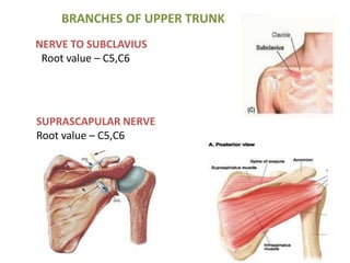 BRANCHES OF UPPER TRUNK 
NERVE TO SUBCLAVIUS 
Root value – C5,C6 
SUPRASCAPULAR NERVE 
Root value – C5,C6 
 