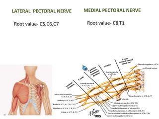 LATERAL PECTORAL NERVE 
Root value- C5,C6,C7 
MEDIAL PECTORAL NERVE 
Root value- C8,T1 
 