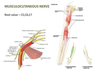 MUSCULOCUTANEOUS NERVE 
Root value – C5,C6,C7 
 
