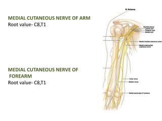 MEDIAL CUTANEOUS NERVE OF ARM 
Root value- C8,T1 
MEDIAL CUTANEOUS NERVE OF 
FOREARM 
Root value- C8,T1 
 