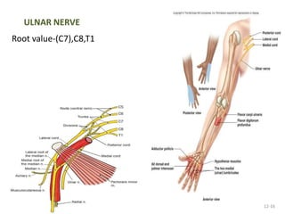 12-16 
ULNAR NERVE 
Root value-(C7),C8,T1 
 
