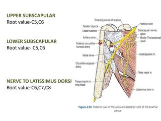 UPPER SUBSCAPULAR 
Root value-C5,C6 
LOWER SUBSCAPULAR 
Root value- C5,C6 
NERVE TO LATISSIMUS DORSI 
Root value-C6,C7,C8 
 
