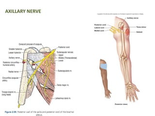 AXILLARY NERVE 
 