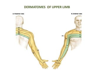 DERMATOMES OF UPPER LIMB 
 