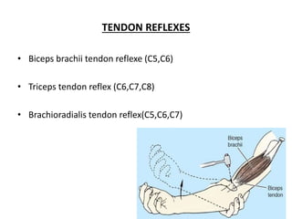 TENDON REFLEXES 
• Biceps brachii tendon reflexe (C5,C6) 
• Triceps tendon reflex (C6,C7,C8) 
• Brachioradialis tendon reflex(C5,C6,C7) 
 