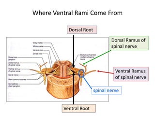 Where Ventral Rami Come From 
Dorsal Root 
Ventral Root 
Dorsal Ramus of 
spinal nerve 
Ventral Ramus 
of spinal nerve 
spinal nerve 
 