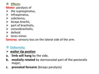  Effects: 
Motor: paralysis of 
 the supraspinatus, 
 infraspinatus, 
 subclavius, 
 biceps brachii, 
 part of brachialis, 
 coracobrachialis; 
 deltoid 
 teres minor. 
Sensroy: sensory loss on the lateral side of the arm. 
 Deformity: 
 waiter tip postion 
a. limb will hang by the side, 
b. medially rotated by sternocostal part of the pectoralis 
major; 
c. pronated forearm (biceps paralysis) 
 