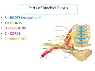 Parts of Brachial Plexus 
• R = ROOTS (ventral rami) 
• T = TRUNKS 
• D = DIVISIONS 
• C = CORDS 
• B = BRANCHES 
 