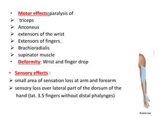 • Motor effects:paralysis of 
 triceps 
 Anconeus 
 extensors of the wrist 
 Extensors of fingers. 
 Brachioradialis 
 supinator muscle 
• Deformity: Wrist and finger drop 
• Sensory effects : 
 small area of sensation loss at arm and forearm 
 sensory loss over lateral part of the dorsum of the 
hand (lat. 3.5 fingers without distal phalynges) 
 