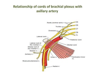 Relationship of cords of brachial plexus with 
axillary artery 
 