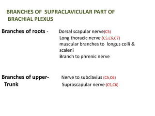 BRANCHES OF SUPRACLAVICULAR PART OF 
BRACHIAL PLEXUS 
Branches of roots - Dorsal scapular nerve(C5) 
Long thoracic nerve (C5,C6,C7) 
muscular branches to longus colli & 
scaleni 
Branch to phrenic nerve 
Branches of upper- Nerve to subclavius (C5,C6) 
Trunk Suprascapular nerve (C5,C6) 
 